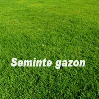 Seminte Gazon Standard 5KG