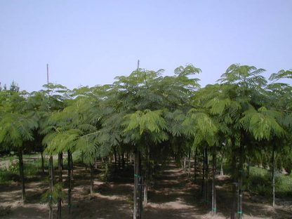 Vand Arbore de matase - Albizia Julibrissin- disponibil in primavara