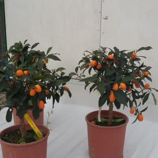 Kumquat bonsai la ghiveci - anul 3 - de vanzare