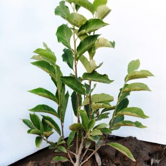 Magnolia Liliflora Nigra