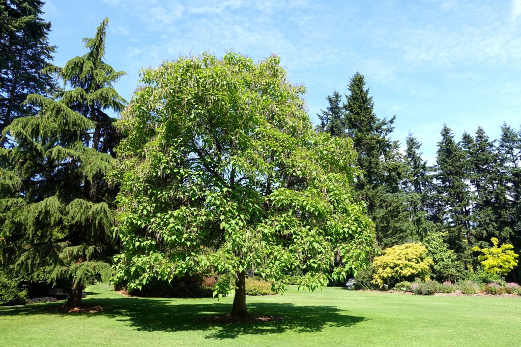 Catalpa 250 – 300 cm