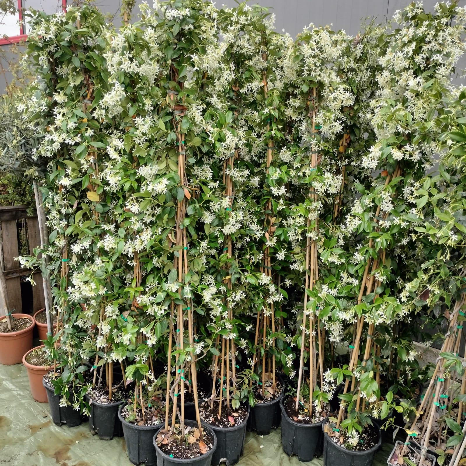 Iasomie Alba Stelata cu Flori Parfumate - 170 cm, ghiveci mare
