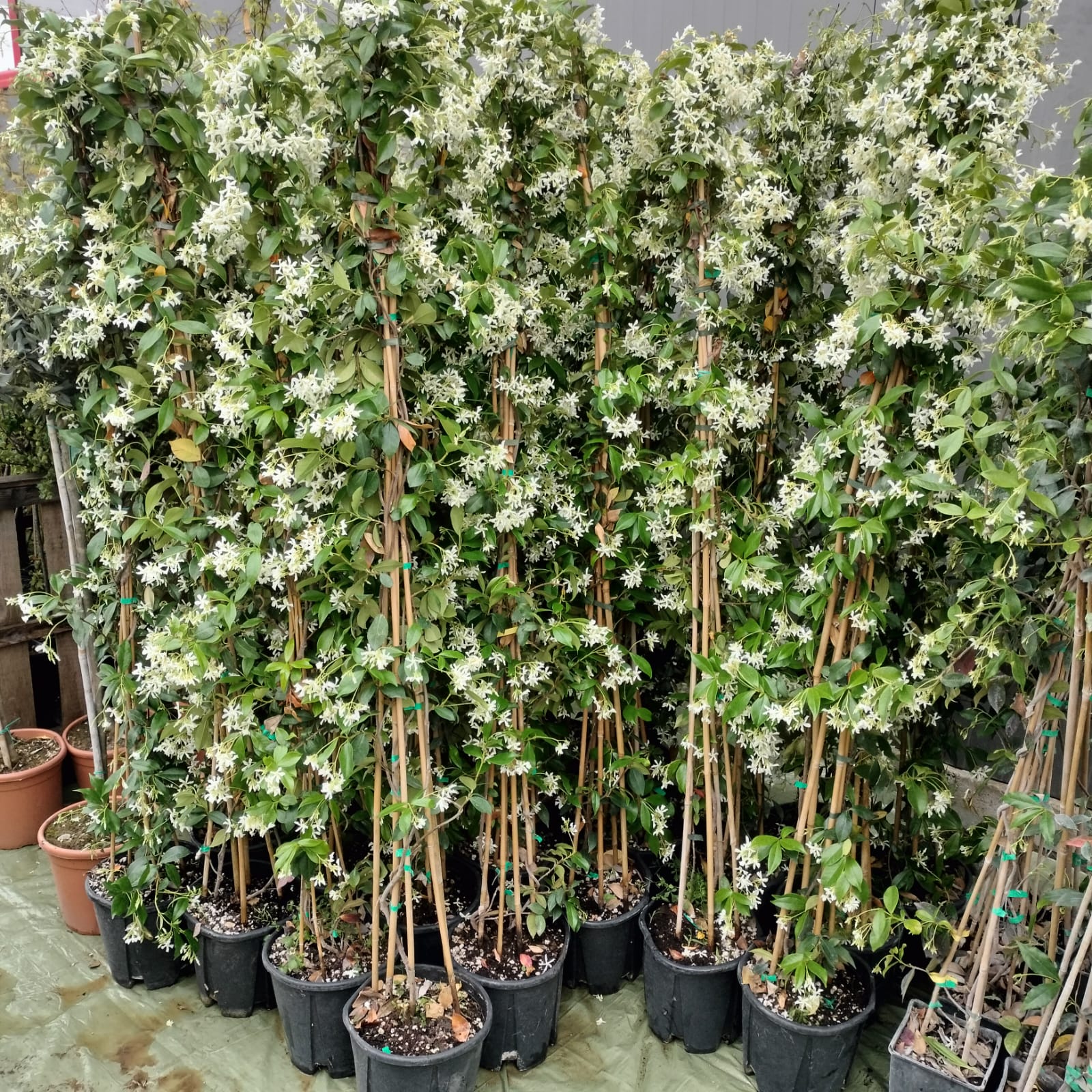 Iasomie Alba Stelata cu Flori Parfumate - 170 cm, ghiveci mare