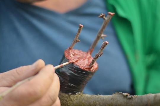 Mastil Mastic Cicatrizant 1.5KG – Pastă Profesională pentru Altoire și Protecția Pomilor