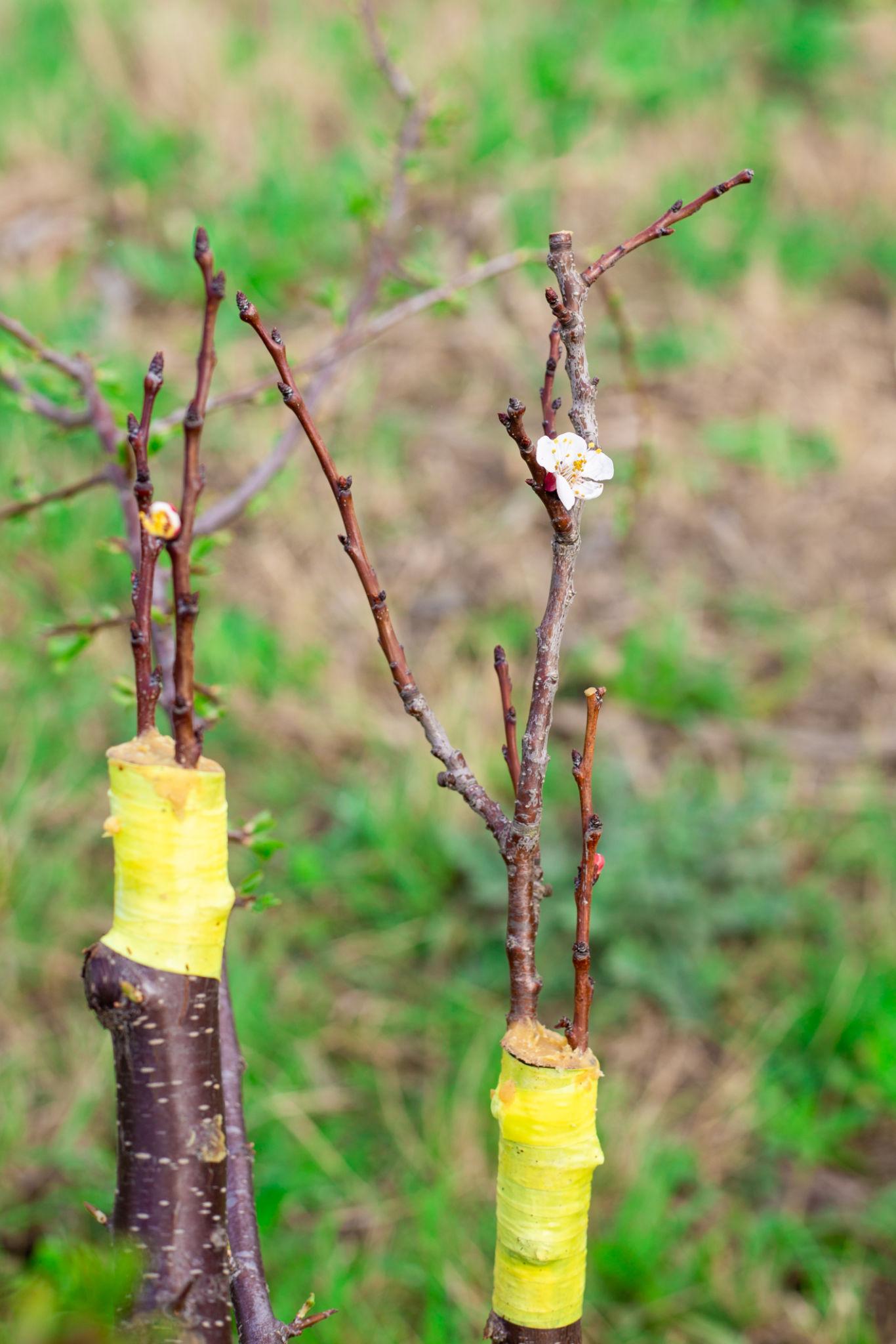 Mastil Mastic Cicatrizant 1.5KG – Pastă Profesională pentru Altoire și Protecția Pomilor