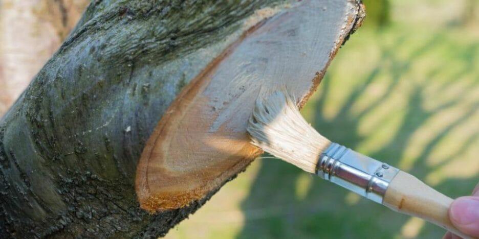 Mastil Mastic Cicatrizant 1.5KG – Pastă Profesională pentru Altoire și Protecția Pomilor