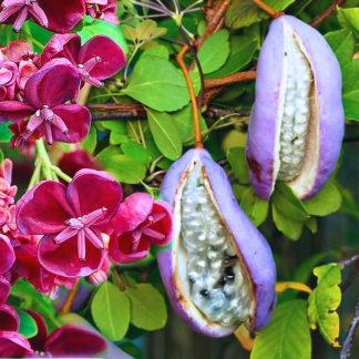 Vița de Ciocolată 150 cm – Akebia quinata, plantă cățărătoare exotică și parfumată