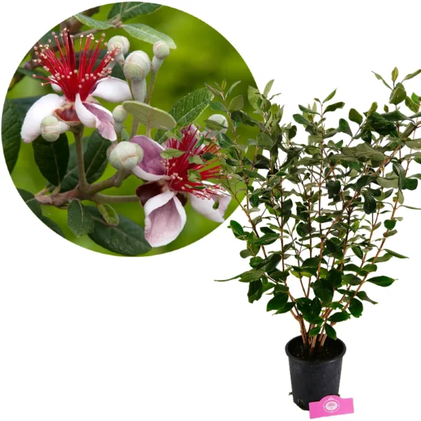 Arbore Feijoa (Ananas Guava) 40 cm – formă tufă | ghiveci 3L
