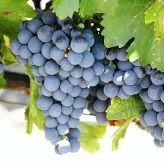 CABERNET Sauvignon soi VITA DE VIE | Butasi anul 2 | parafinat |