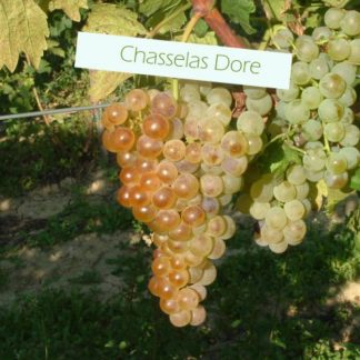 Chasselas Dore (CEASLA) soi VITA DE VIE | Butasi anul 2 | parafinat |