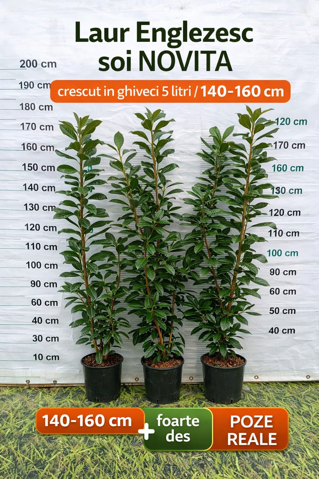 PACHET 10 +1 gratuit: Laur Englezesc soi NOVITA - ideal pt. gard viu/ VESNIC VERDE / crescut in ghiveci 4 litri/ 80 cm POZE REALE