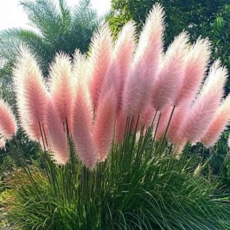 Cortaderia 100 cm - Iarba de Pampas ROZA, la ghiveci 5 litri