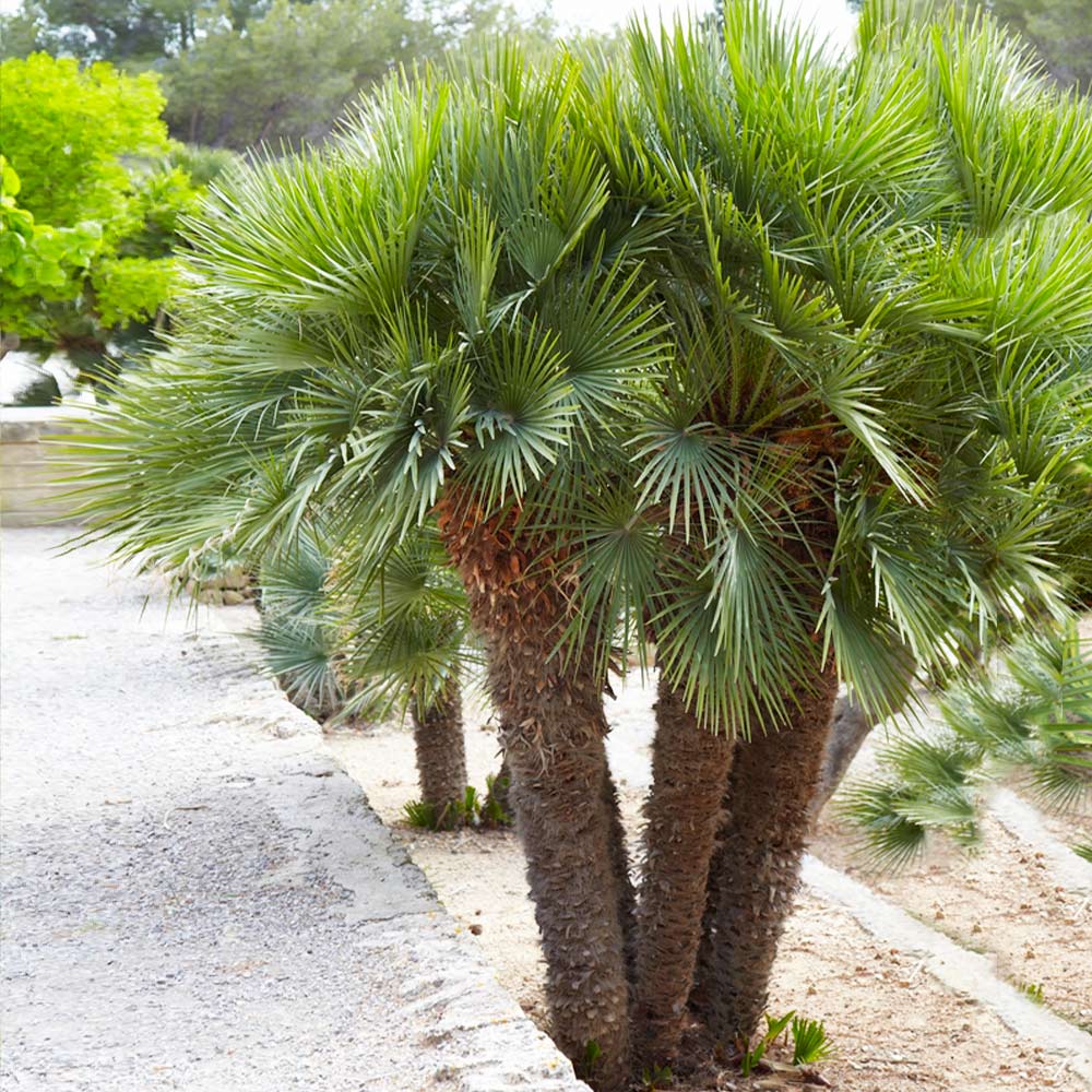 Palmier Pitic 40 cm (Chamaerops humilis) POZE REALE