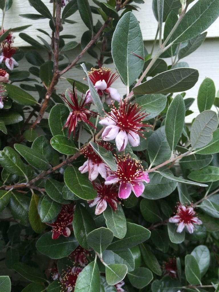Arbore Feijoa (Ananas Guava) 40 cm – formă tufă | ghiveci 3L