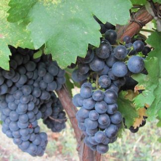 FETEASCA NEAGRA soi VITA DE VIE de vin | Butasi anul 2 | parafinat |