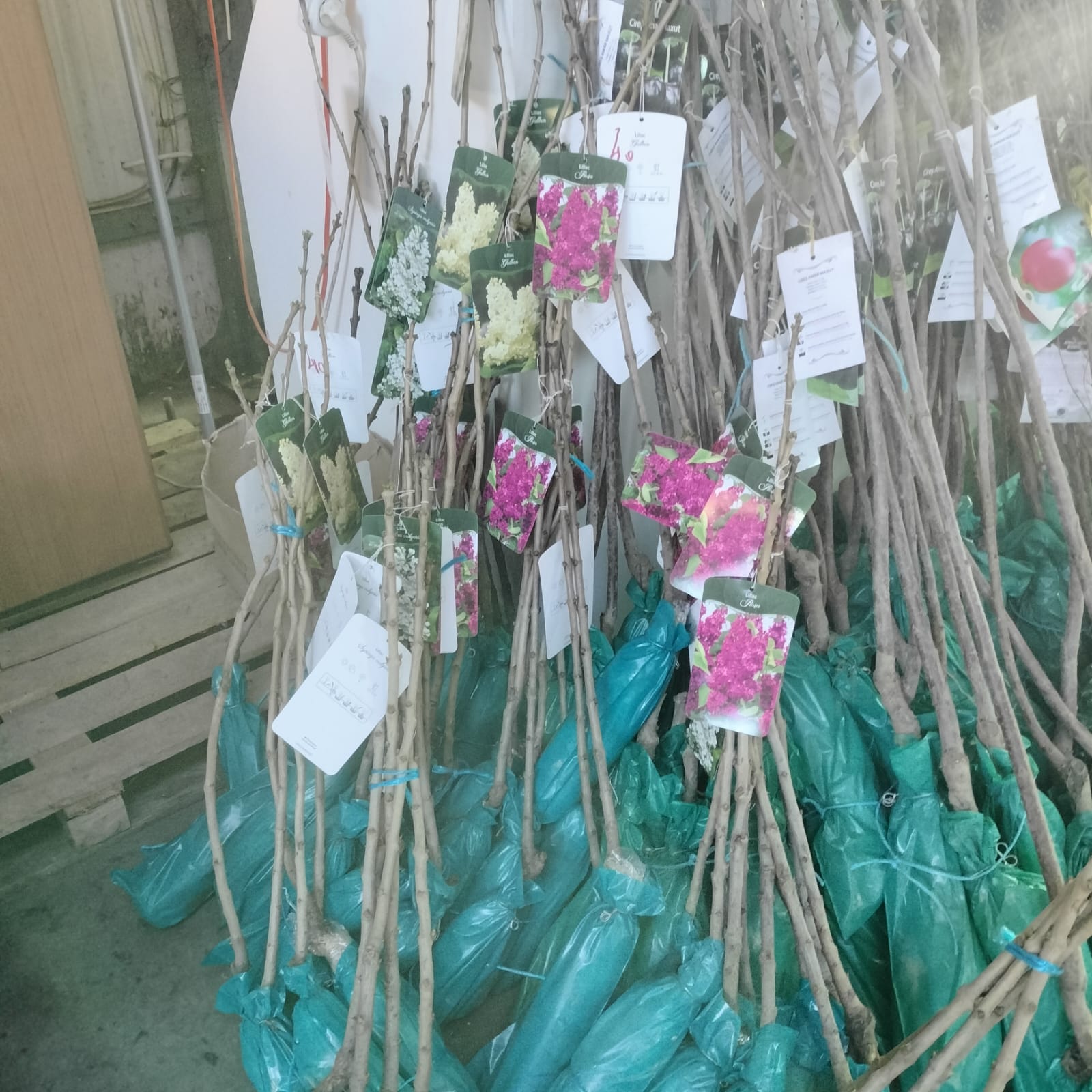 Liliac de primavara MOV / ALB/ GALBEN radacina ambalata