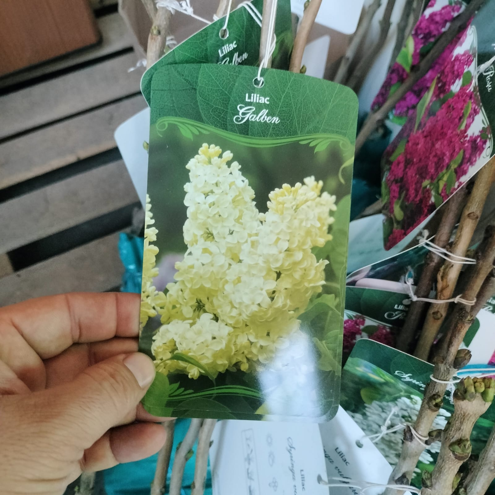 Liliac de primavara MOV / ALB/ GALBEN radacina ambalata