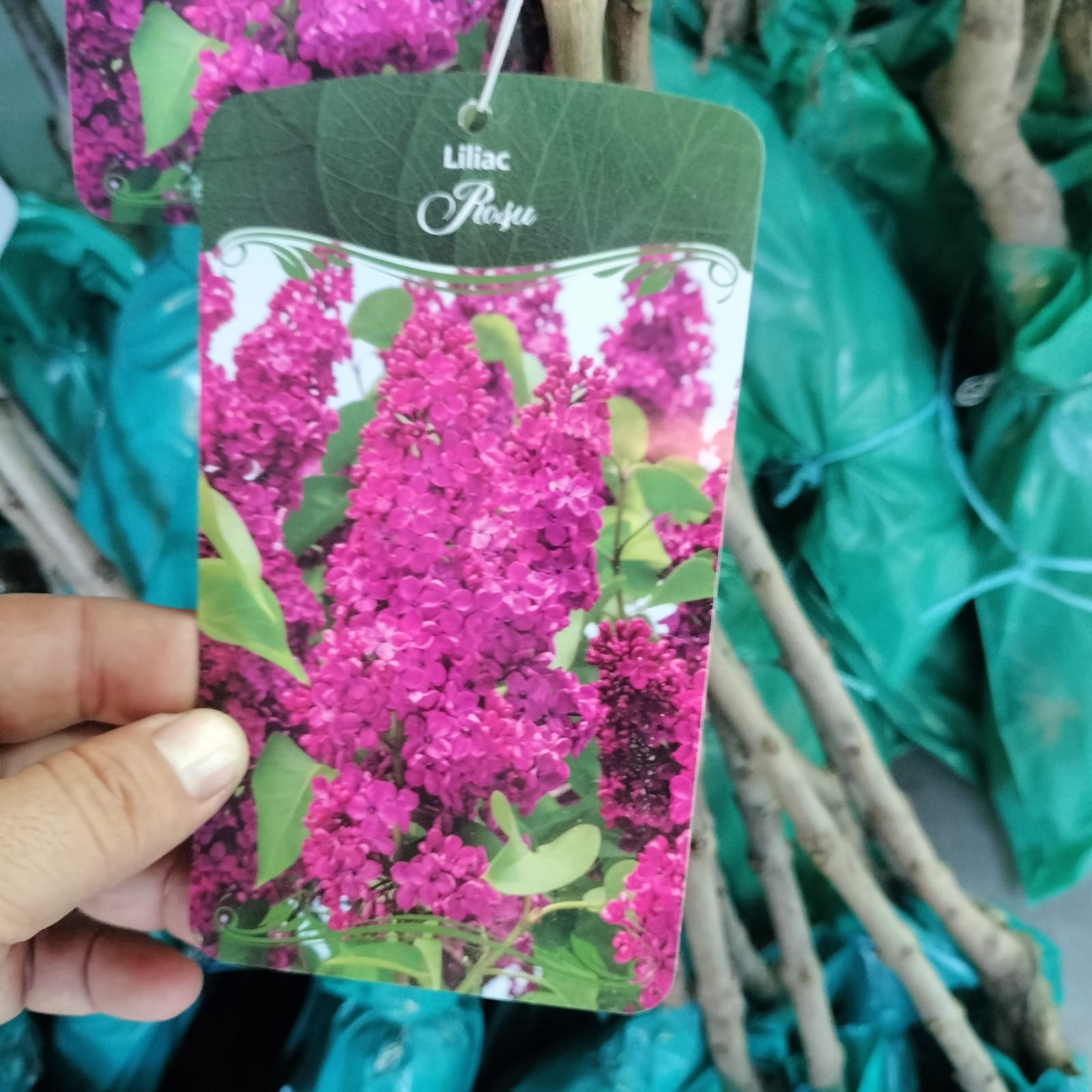 Liliac de primavara MOV / ALB/ GALBEN radacina ambalata