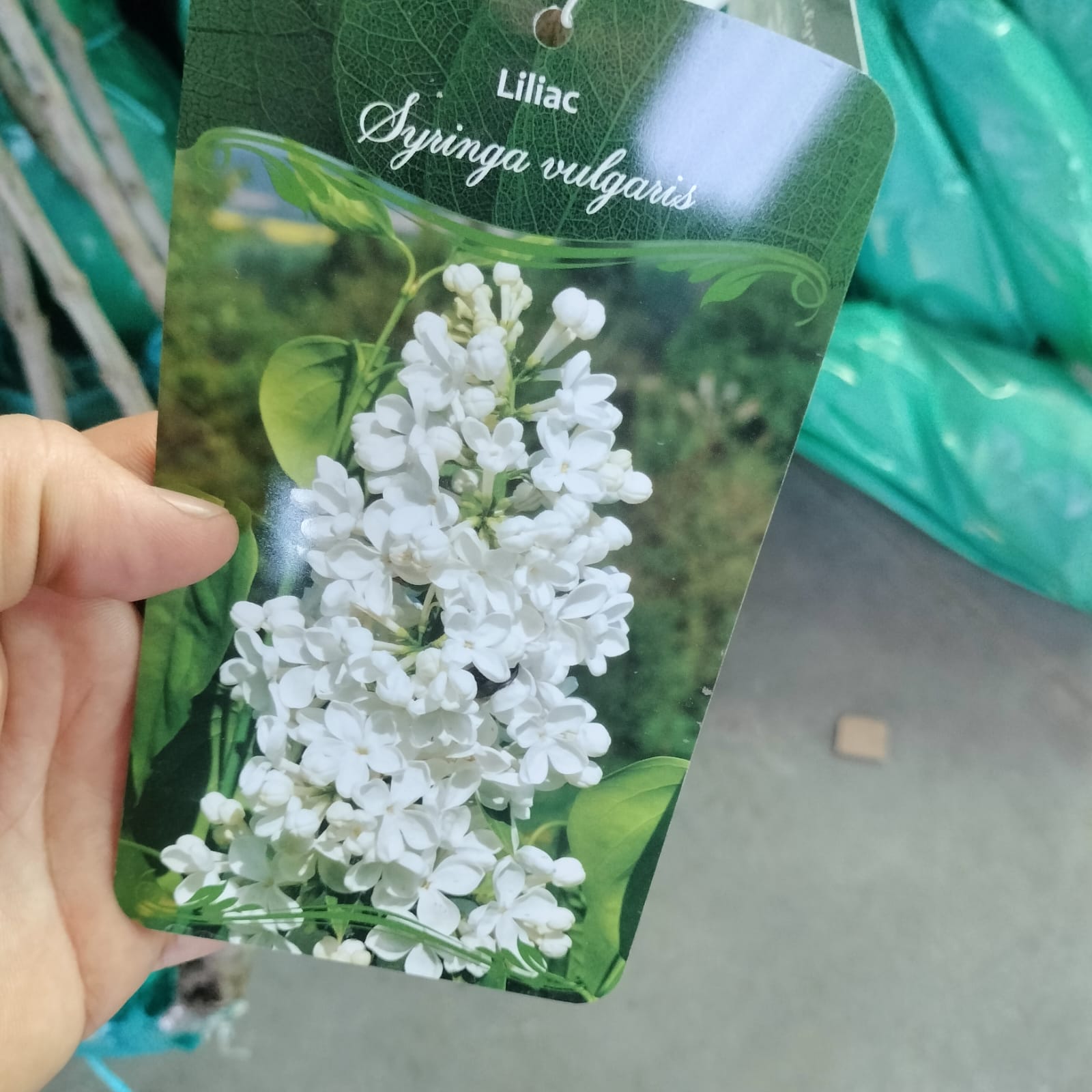 Liliac de primavara MOV / ALB/ GALBEN radacina ambalata