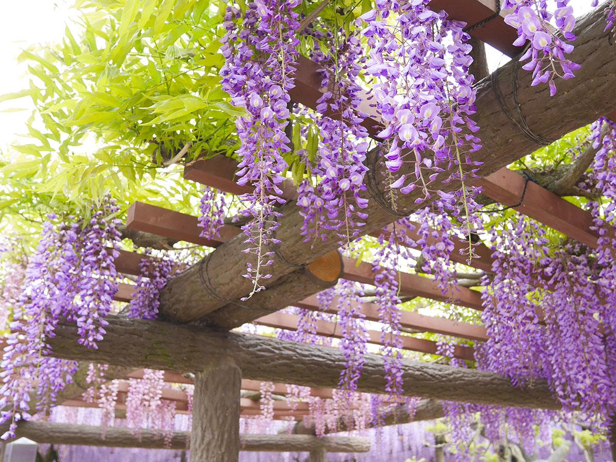 Glicina MOV 150 cm-Wisteria parfumată cu înflorire spectaculoasă
