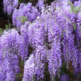 Glicina MOV 150 cm-Wisteria parfumată cu înflorire spectaculoasă