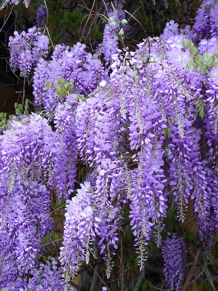 Glicina MOV 150 cm-Wisteria parfumată cu înflorire spectaculoasă