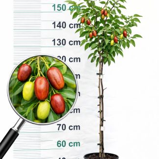 Curmal chinezesc soi Lang pe rod -an 4 - Ziziphus 1,6m autofertil- POZE REALE