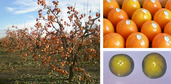 Kaki soiul TIPO la GHIVECI | Altoit An 3 de vegetatie | Coroana formata - POZE REALE