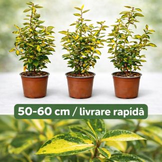 Salcioara soi LimeLight 60cm pentru Gard Viu - Flori parfumate  si frunze variegate