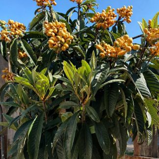 Loquat Rose Anne -frunza vesnic verde - minim 150 cm