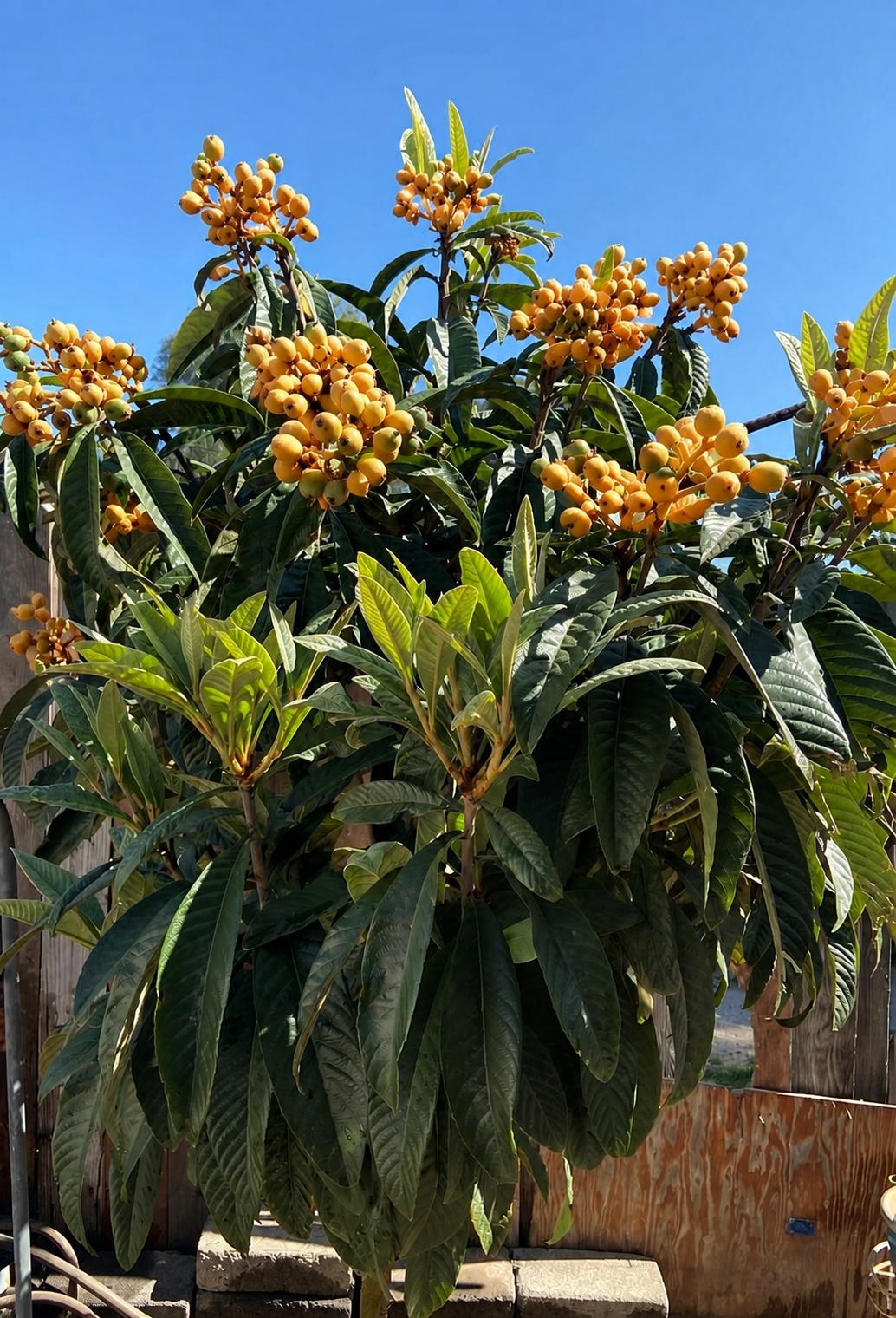 Loquat Rose Anne -frunza vesnic verde - minim 150 cm