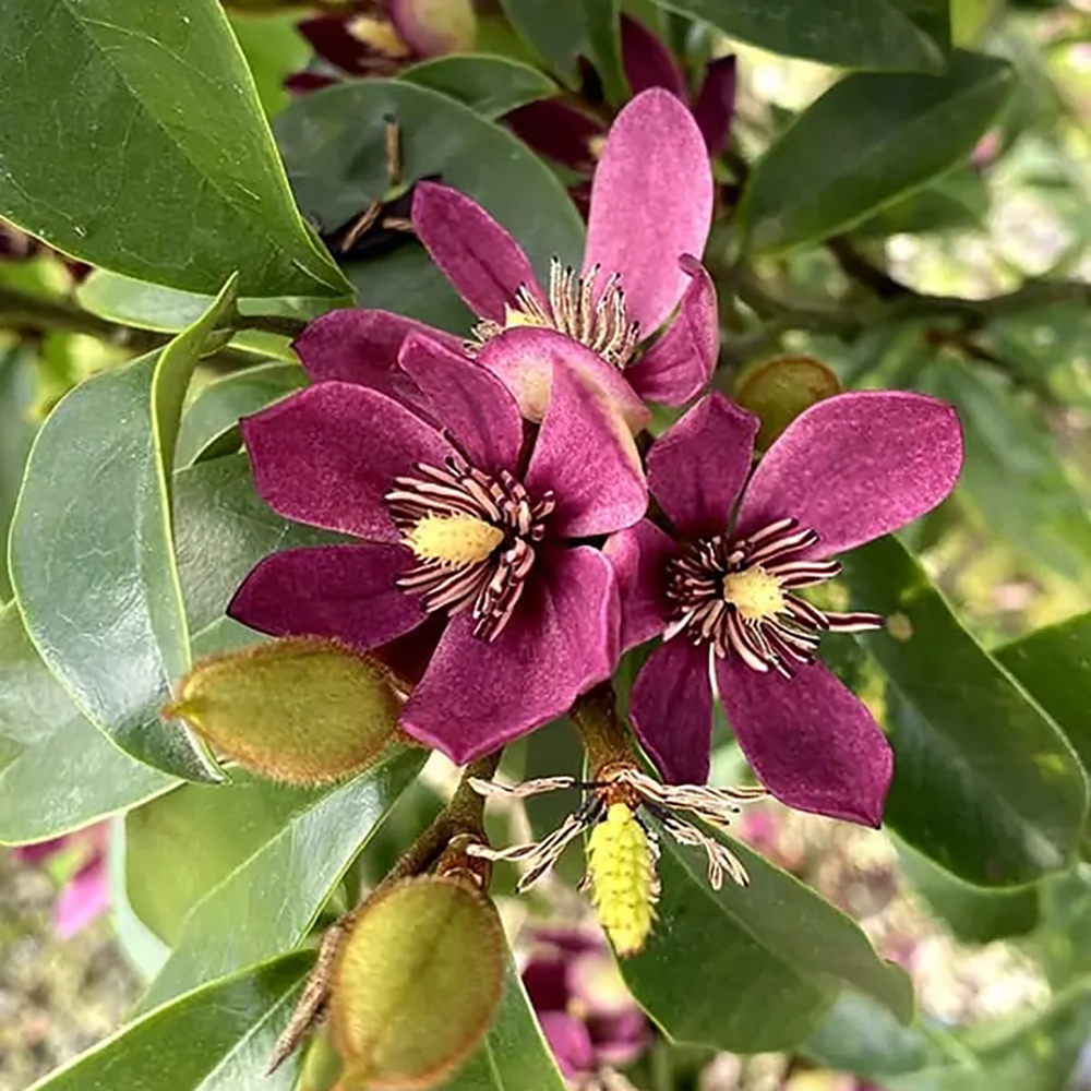 Magnolia Figo soi nou "Stellar Ruby" - forma tufa - frunze vesnic verzi si flori parfumate - ghiveci 10 litri - poze reale