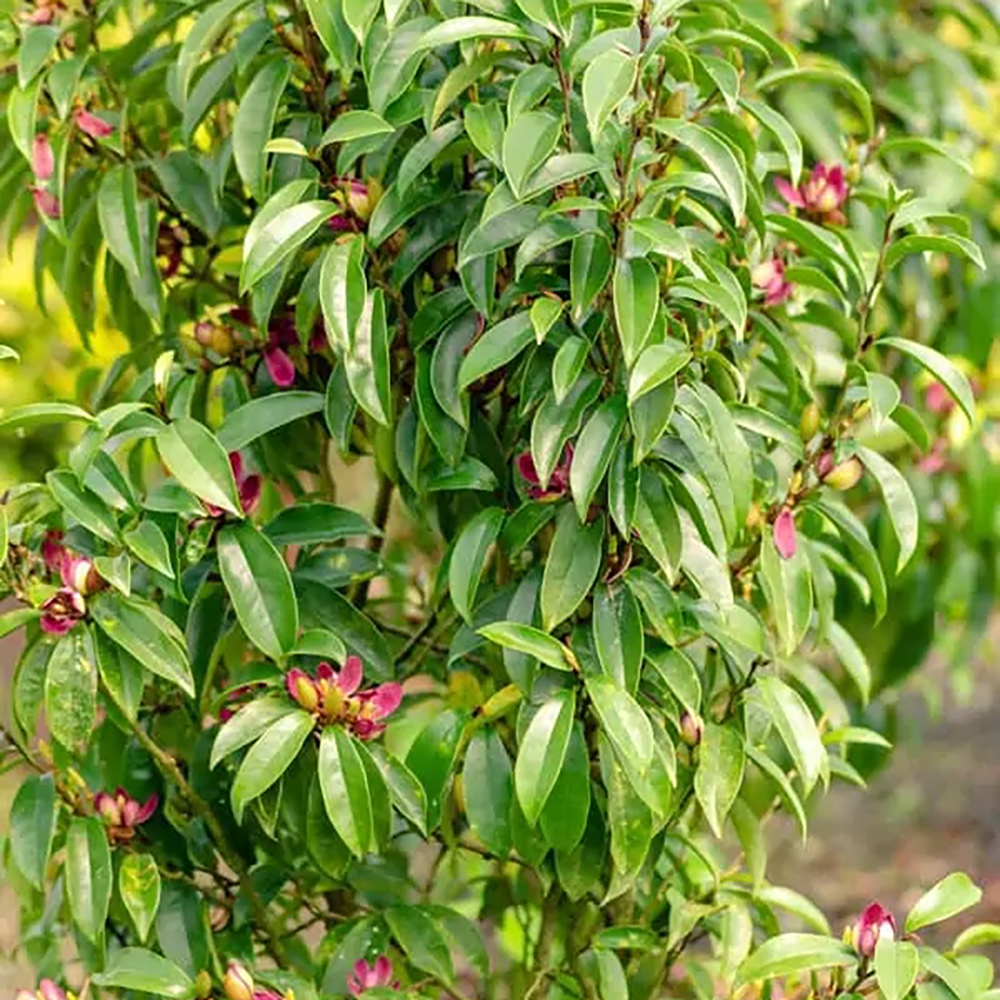 Magnolia Figo soi nou "Stellar Ruby" - forma tufa - frunze vesnic verzi si flori parfumate - ghiveci 10 litri - poze reale