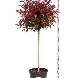 Photinia Pomisor / Bila