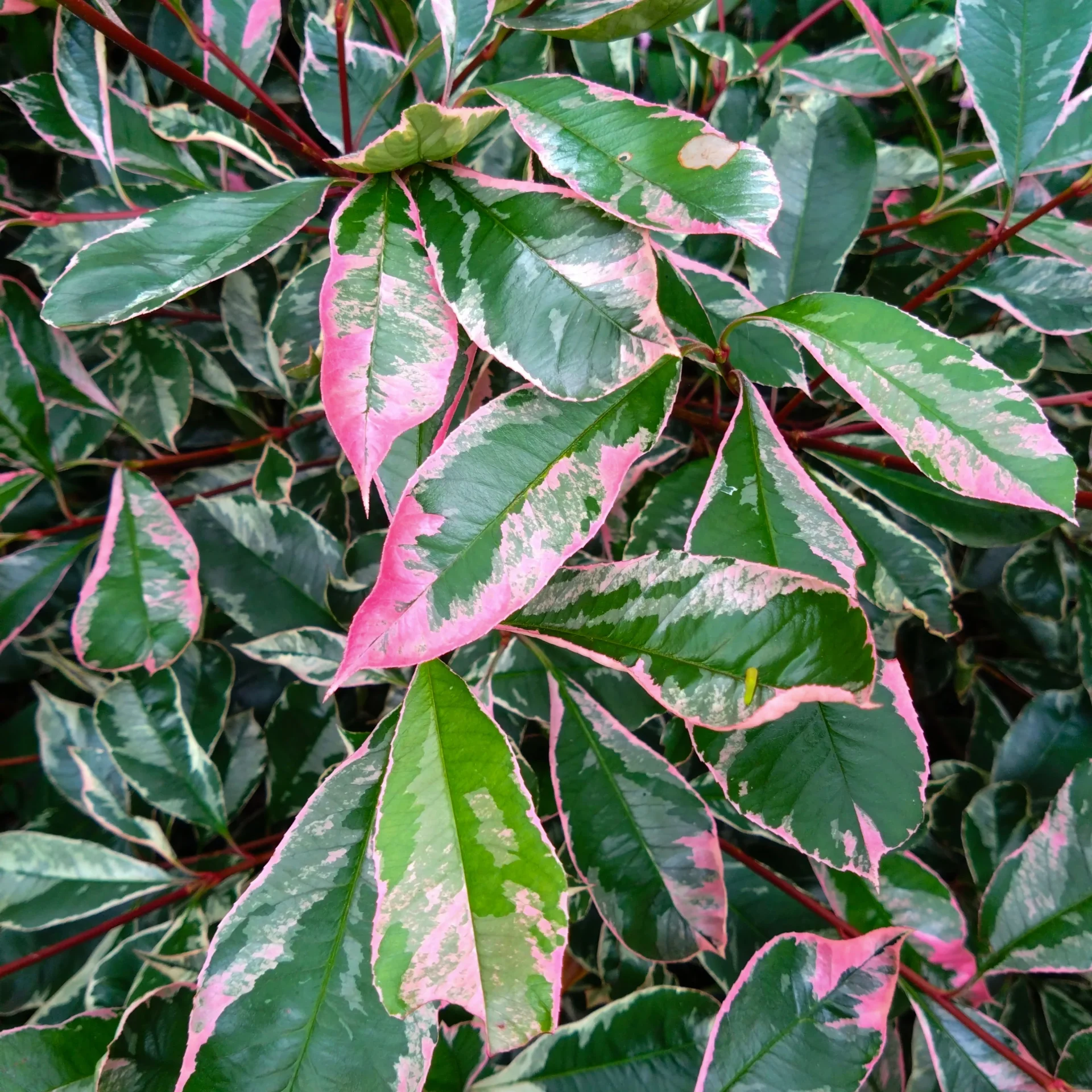 Photinia roz PINK MARBLE tip tufa la ghiveci 3 litri