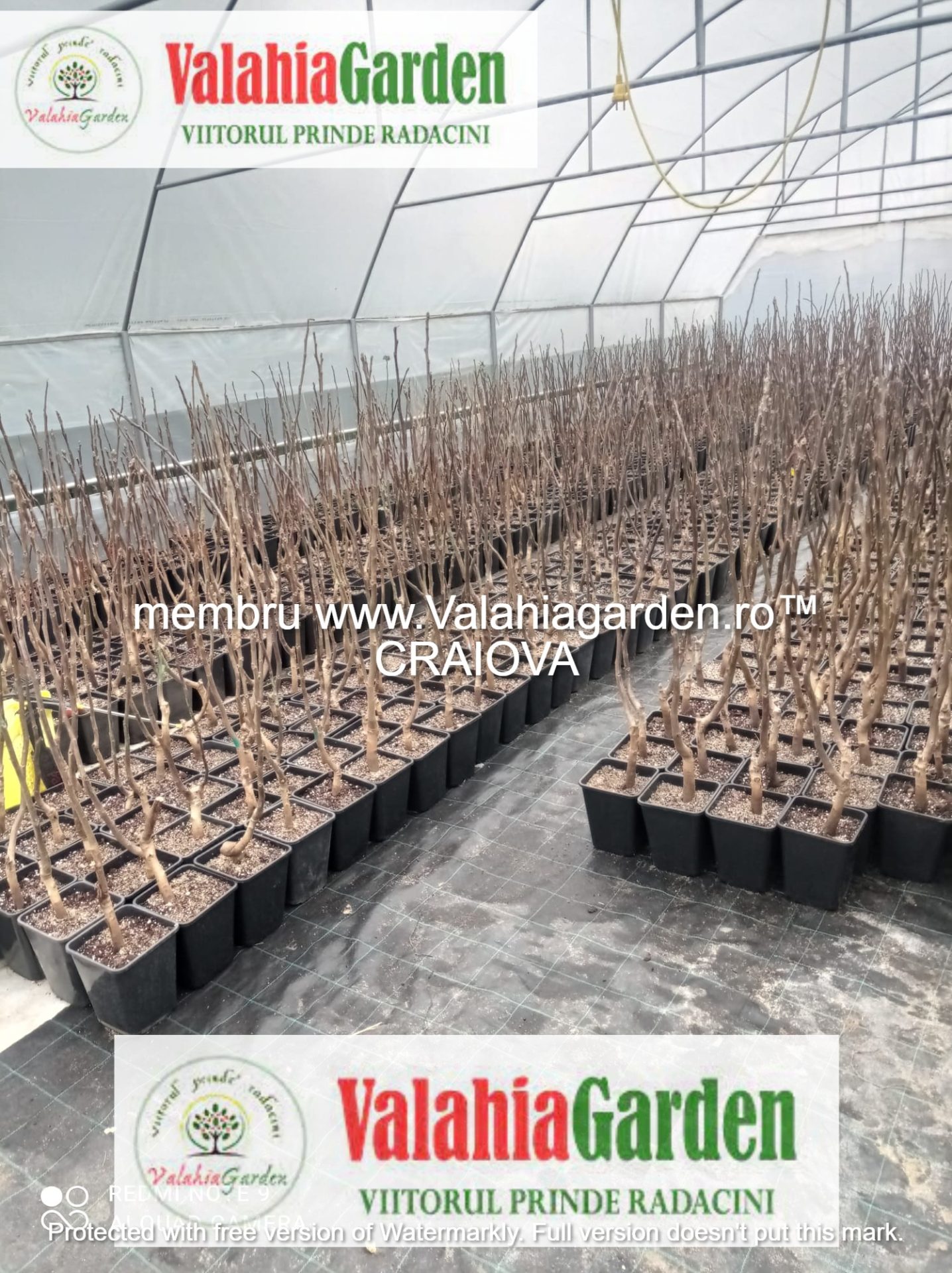 Pachet KIWI: 2 femele Heyward +1 mascul ATLAS polenizator, anul 4, 2 tije fructifere, 140-160 cm