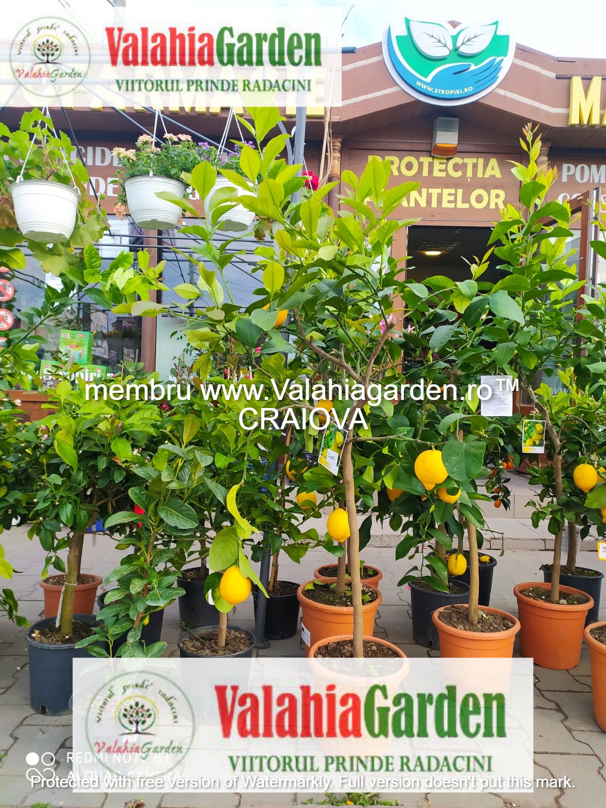 Pachet KIWI: 2 femele Heyward +1 mascul ATLAS polenizator, anul 4, 2 tije fructifere, 140-160 cm