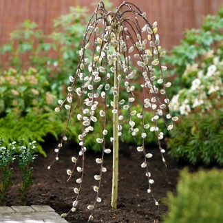 Salcie Curgatoare Pitica- Salix Caprea Pendula- 1.5m - poze reale