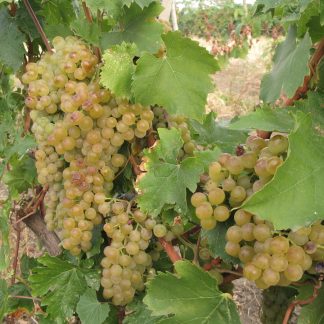 TAMAIOASA ROMANEASCA VITA DE VIE soi alb de vin | Butasi anul 2 |