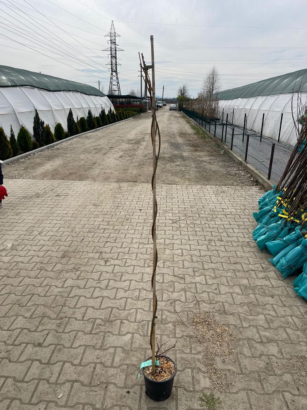 Pachet KIWI: 2 femele Heyward +1 mascul ATLAS polenizator, anul 4, 2 tije fructifere, 140-160 cm