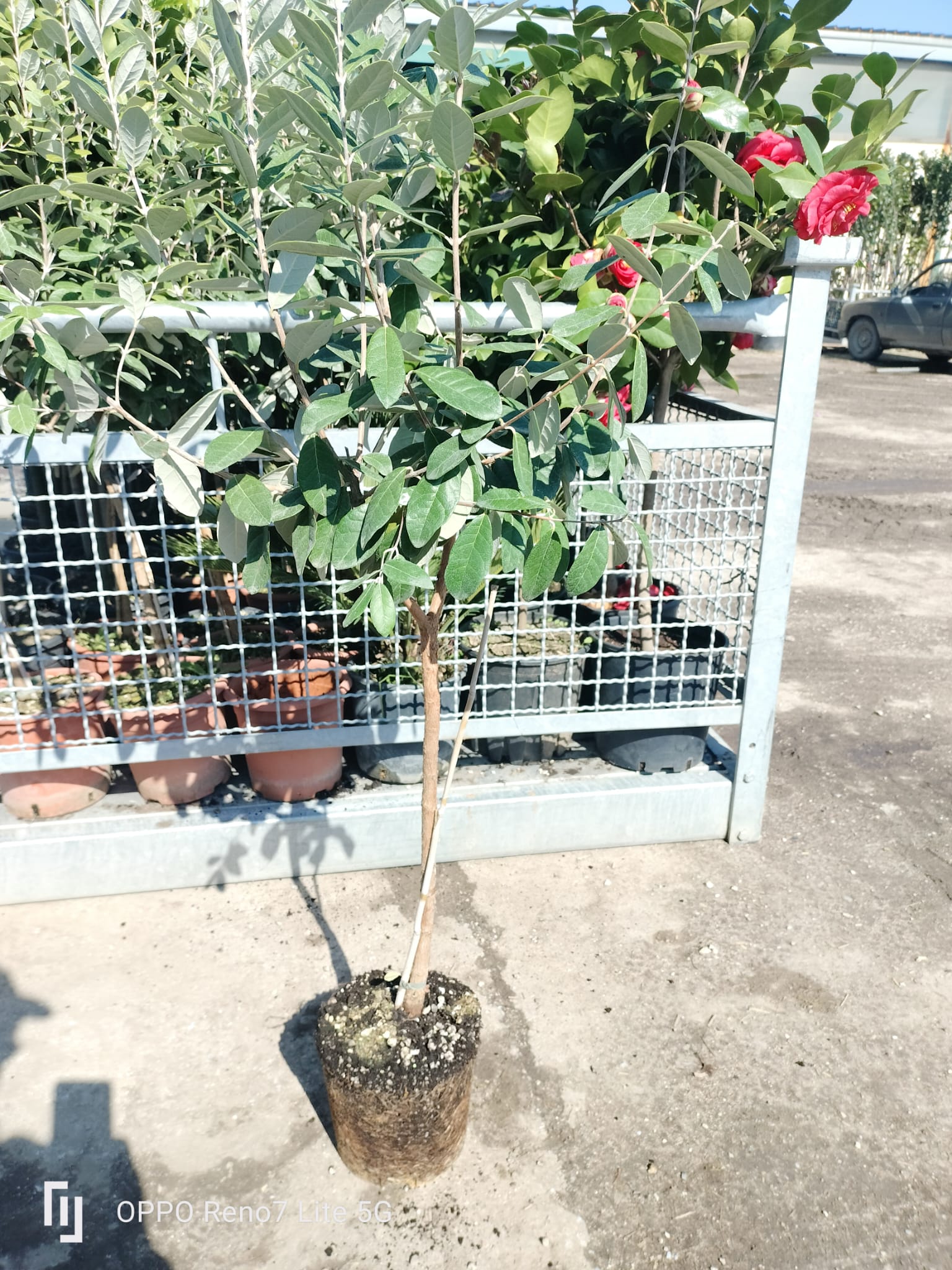 Arbore Feijoa - ANANAS GUAVA - Globular/Pomisor 140 cm