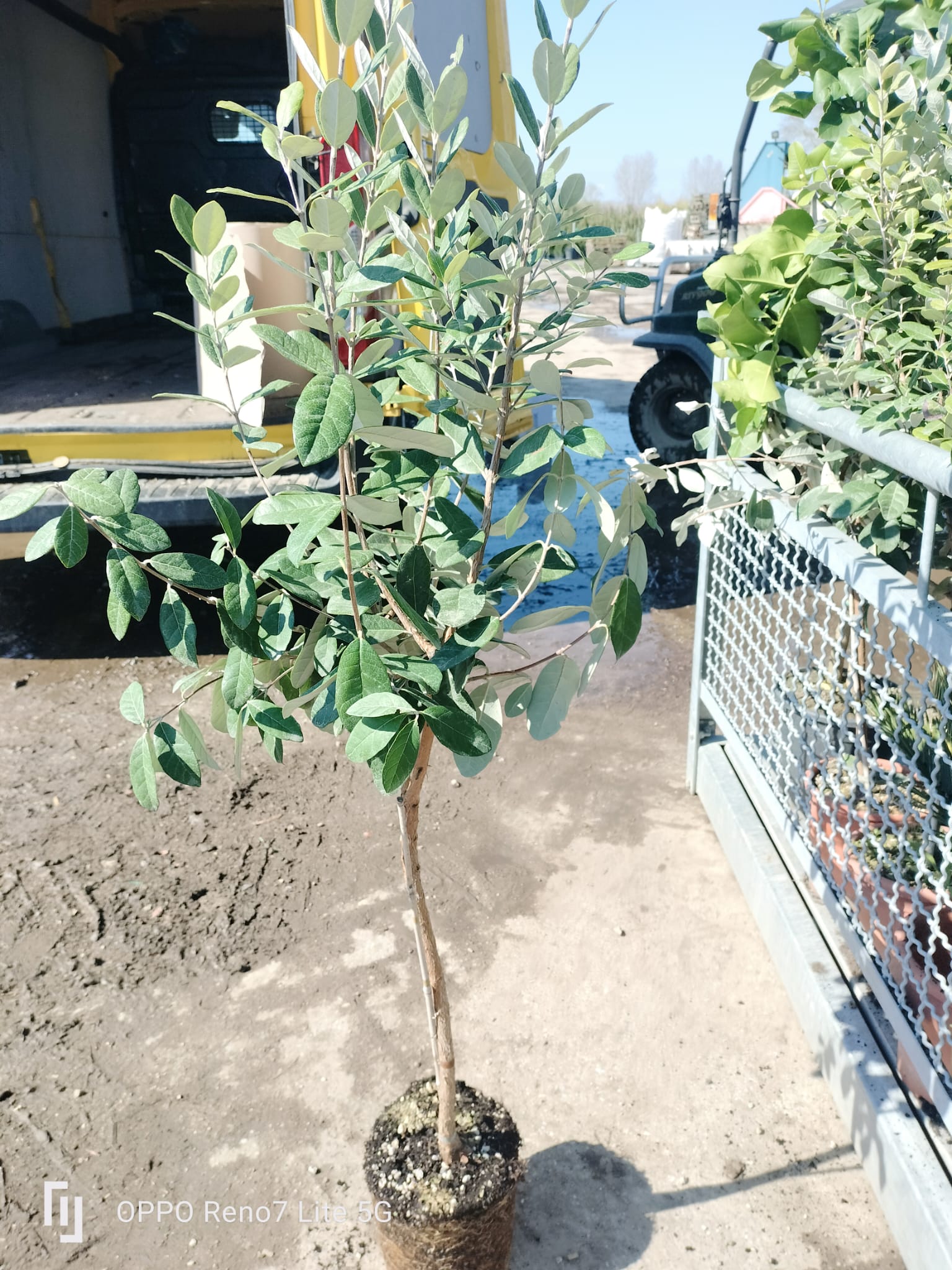 Arbore Feijoa - ANANAS GUAVA - Globular/Pomisor 140 cm