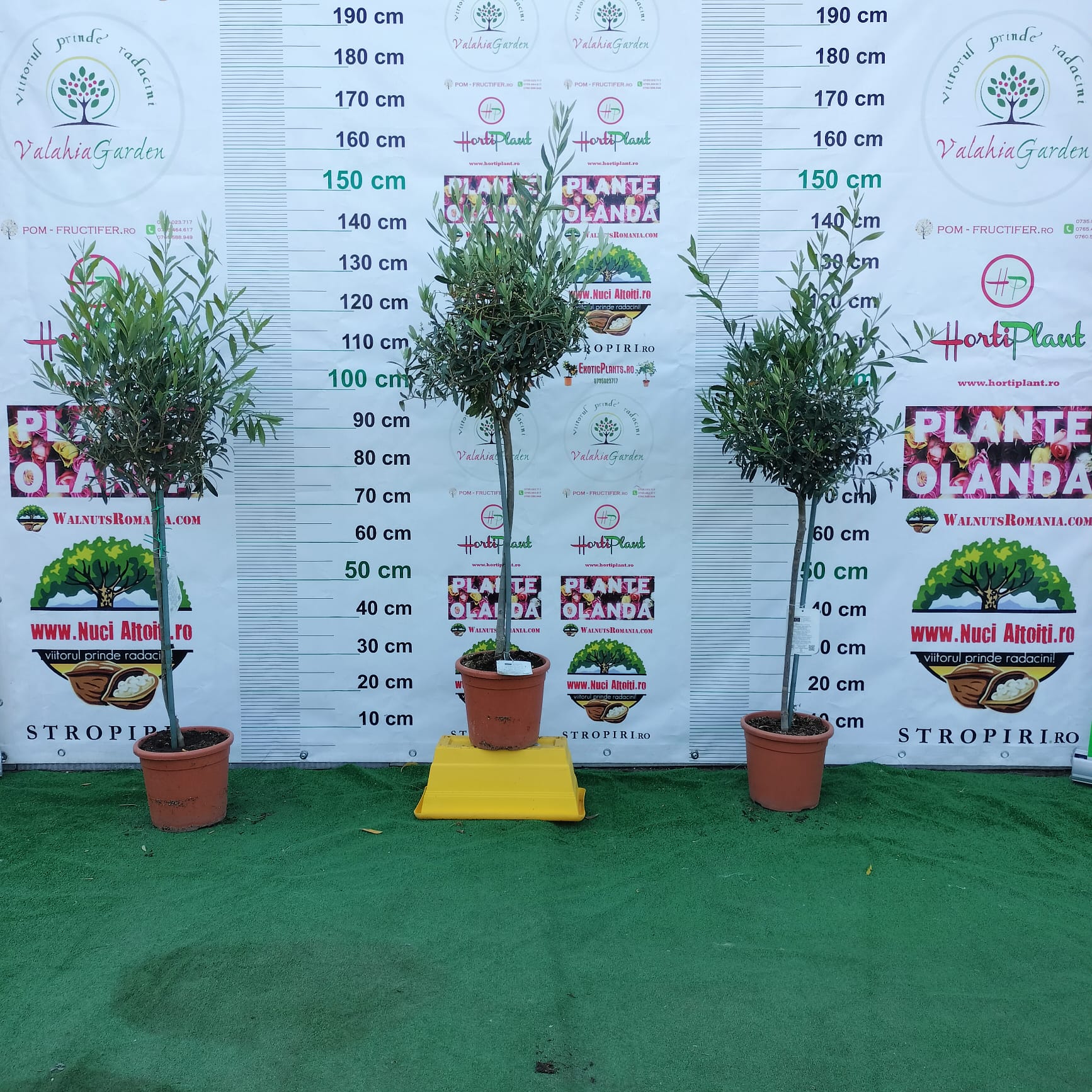 Pom de Maslin altoit globular anul 5 | 80 cm | formă sferică