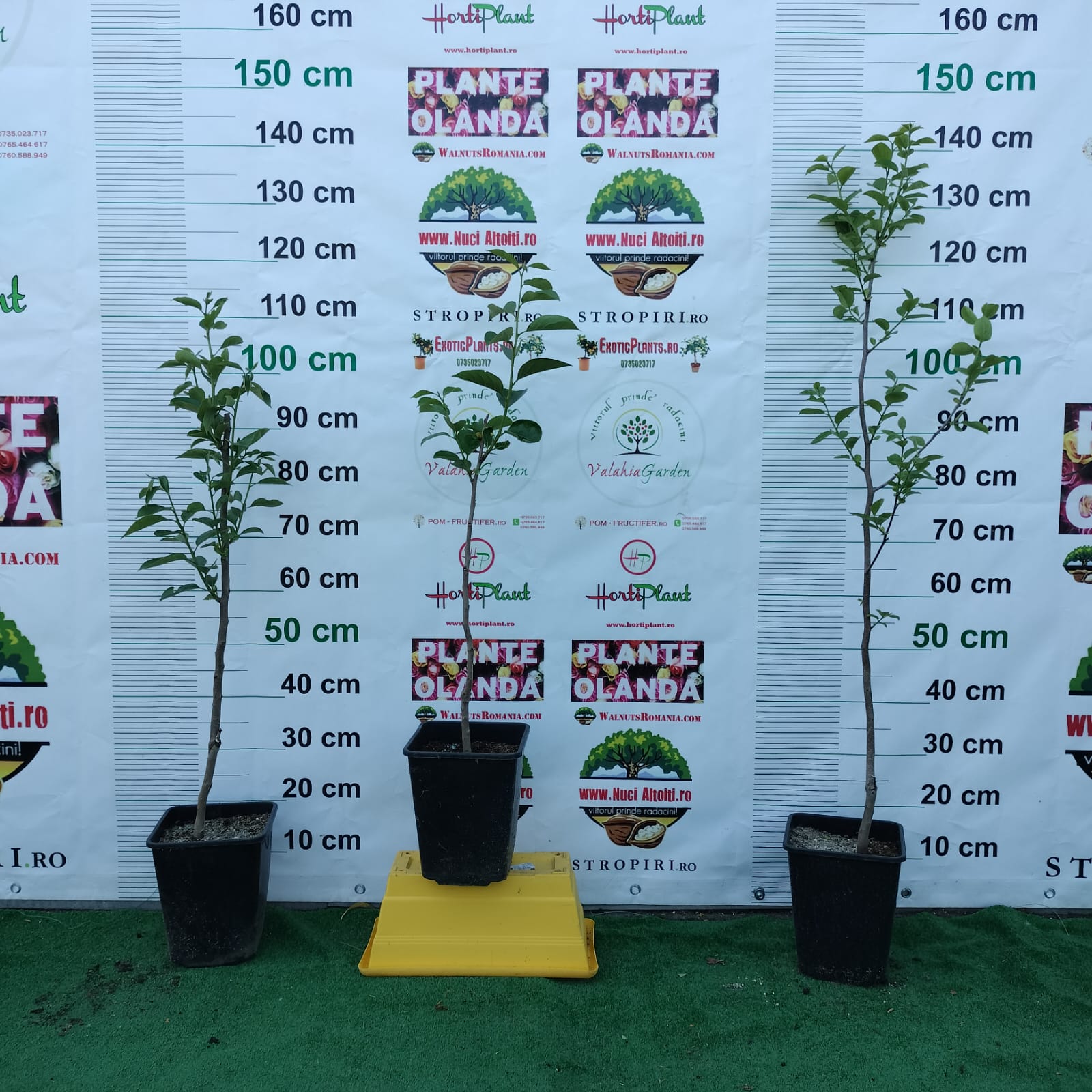 Kaki soiul TIPO la GHIVECI | Altoit An 3 de vegetatie | Coroana formata - POZE REALE