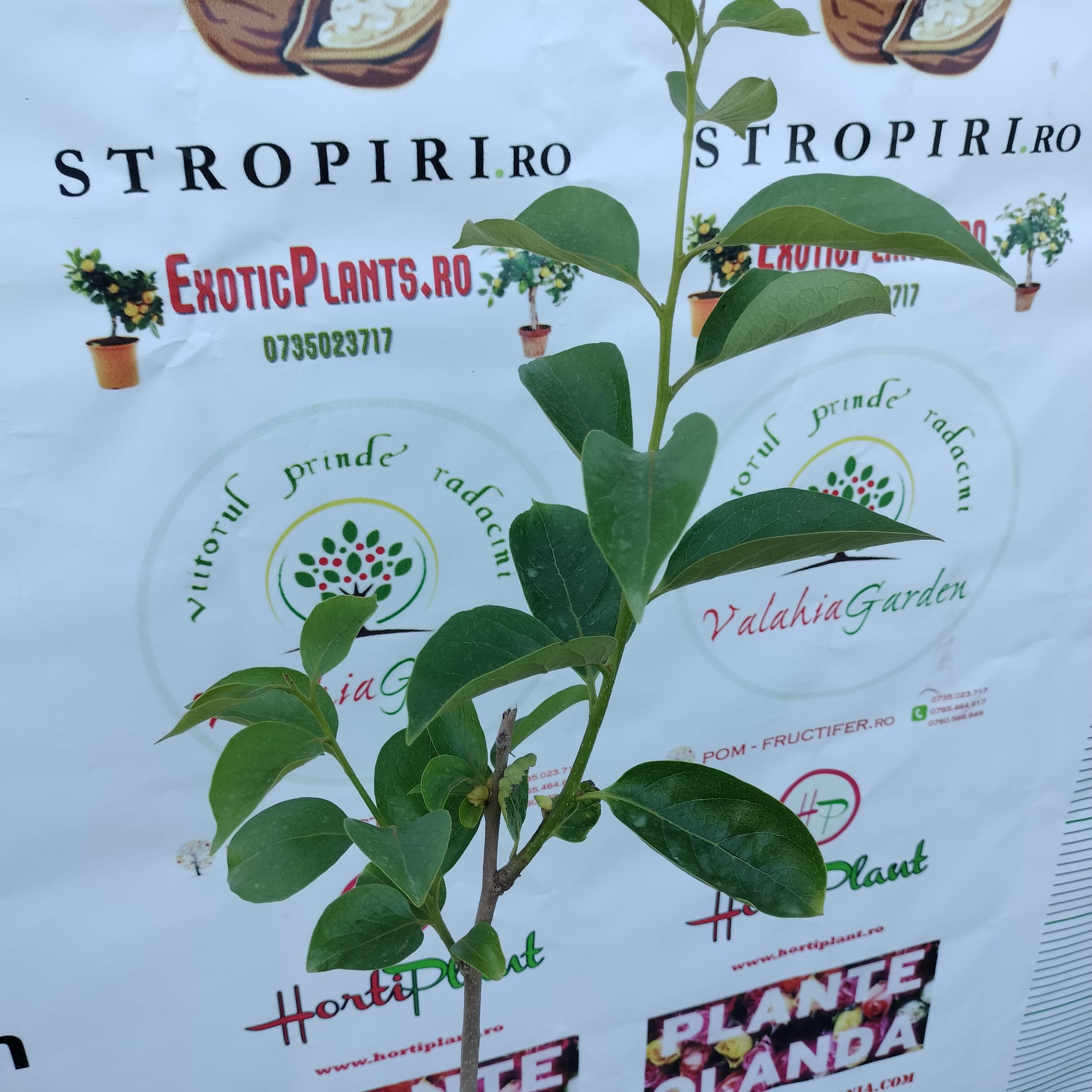 Kaki soiul TIPO la GHIVECI | Altoit An 3 de vegetatie | Coroana formata - POZE REALE