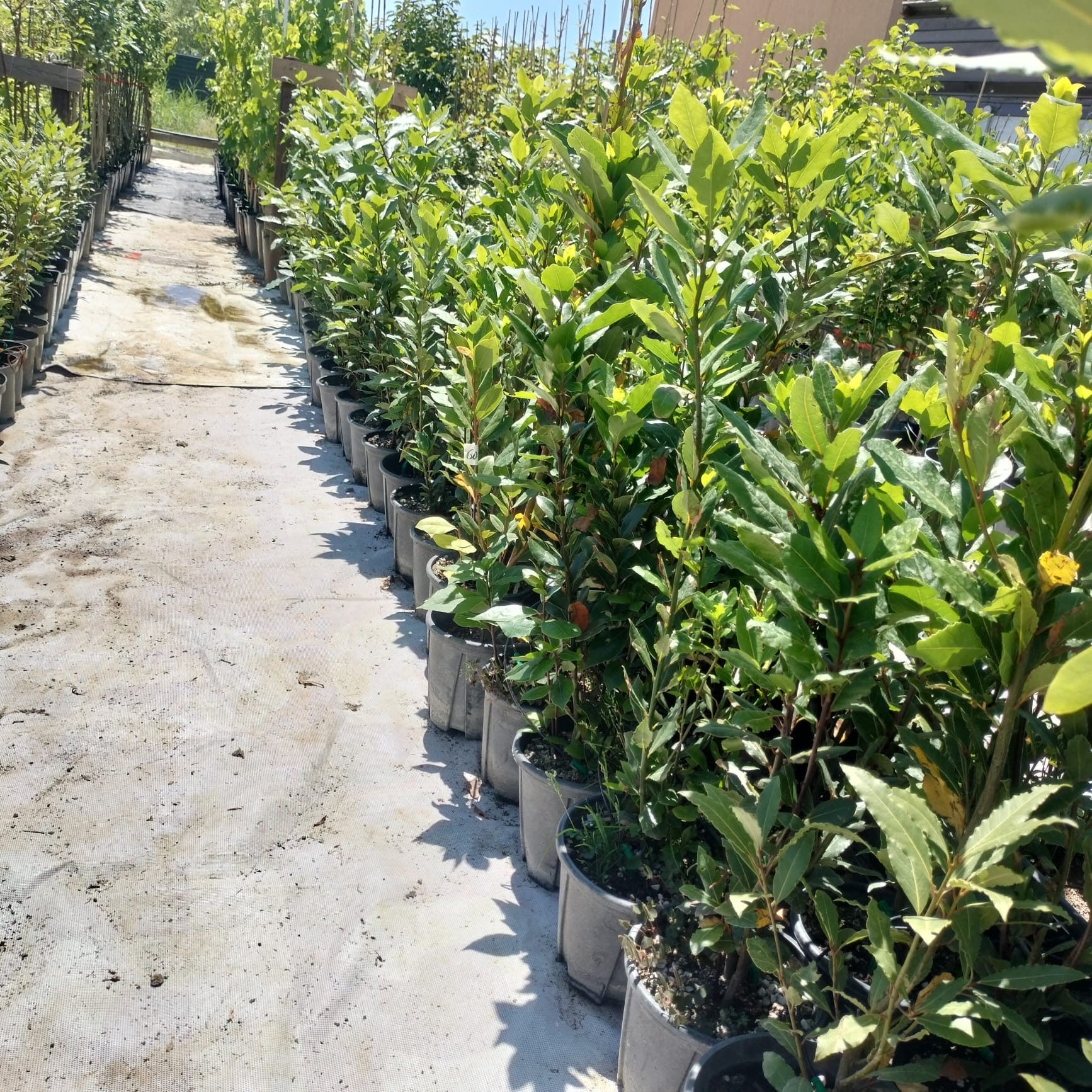 Dafin alimentar aromatic 50 cm- in ghiveci de 3 litri- Poze reale