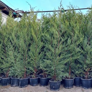 Pachet 10 +1 gratuit: Leylandii pentru Gard Viu la 140 cm in ghiveci 4 litri
