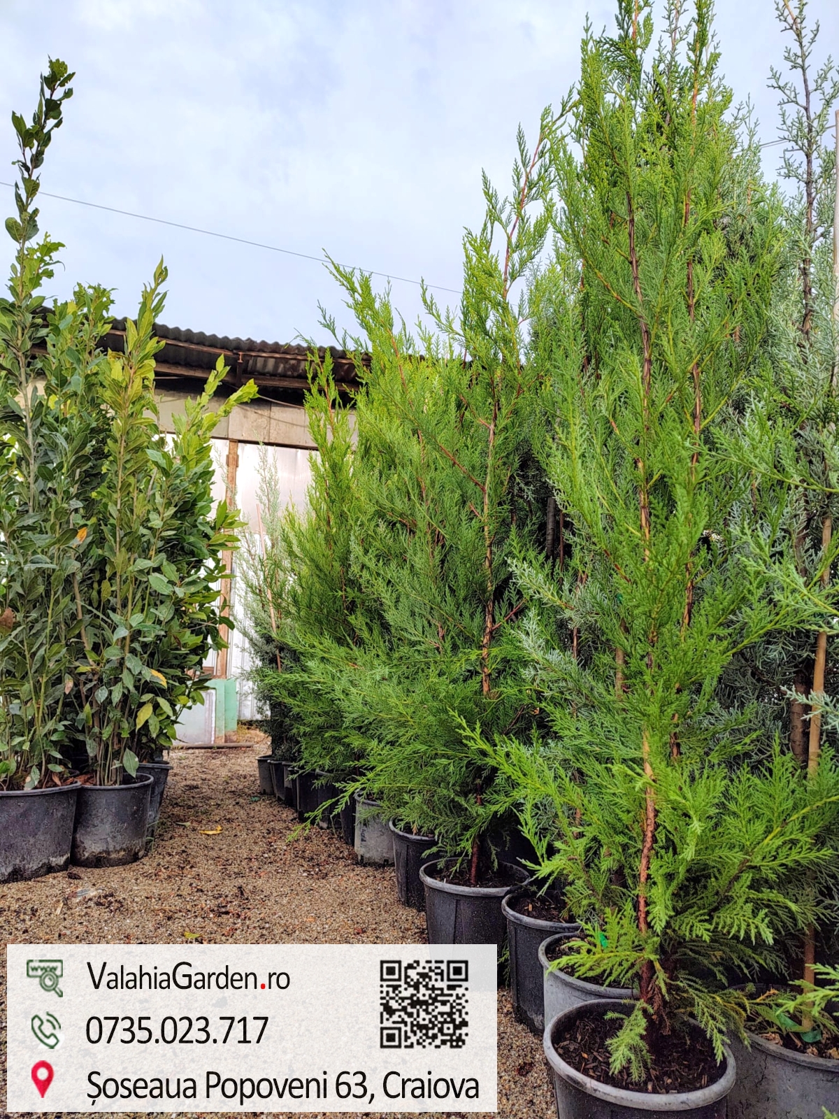 Promo Limitat: Leylandii 140 cm ghiveci 4L – gard viu dens, creștere rapidă
