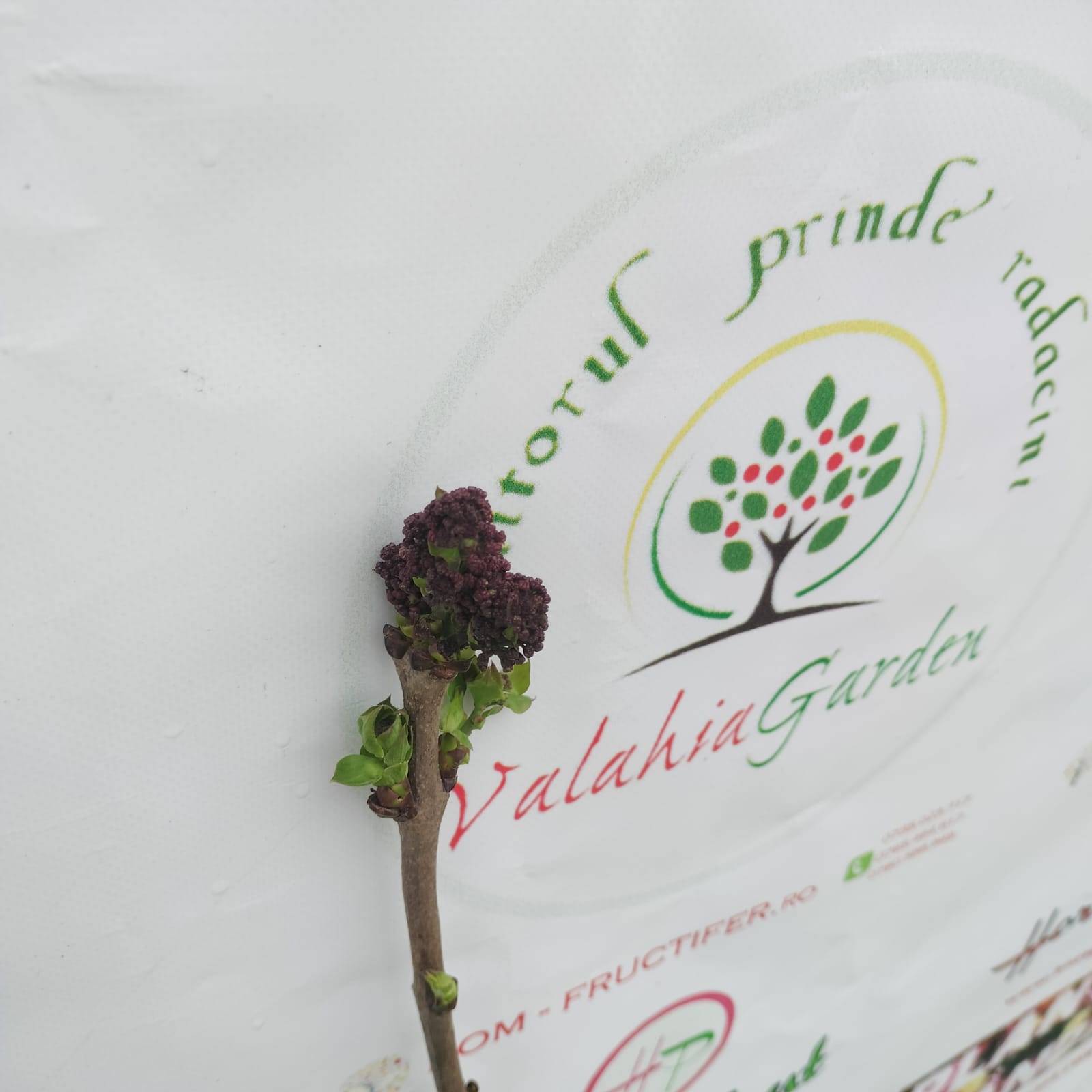 Liliac de primavara MOV / ALB/ GALBEN radacina ambalata