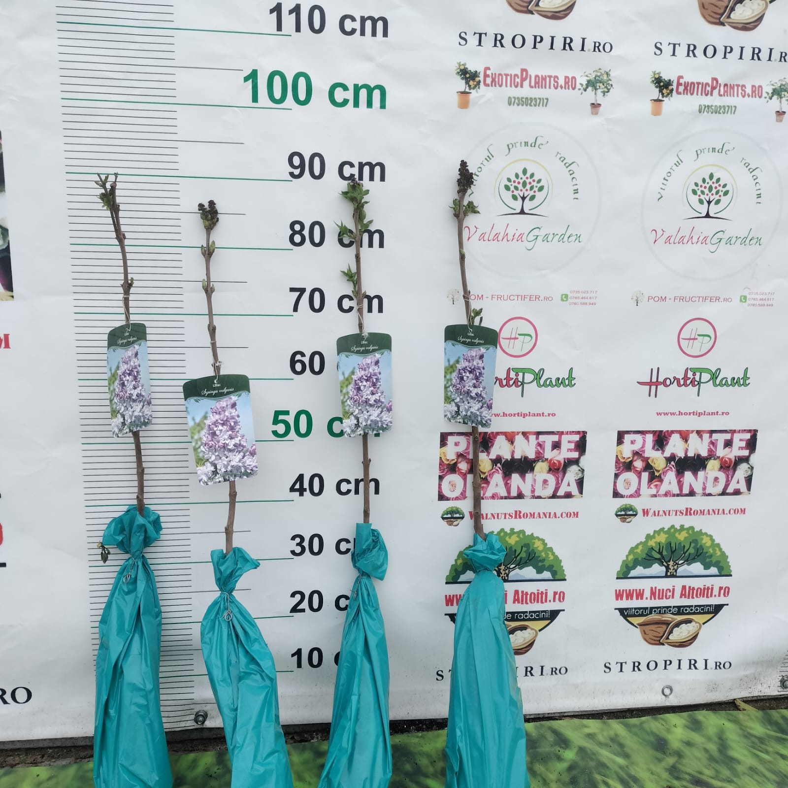 Liliac de primavara MOV / ALB/ GALBEN radacina ambalata